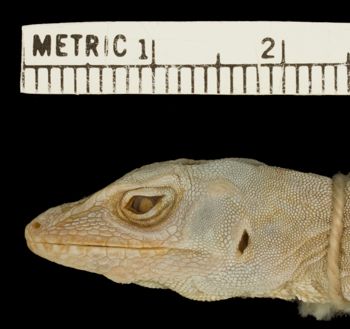 Media type: image;   Herpetology R-2172 Aspect: head lateral